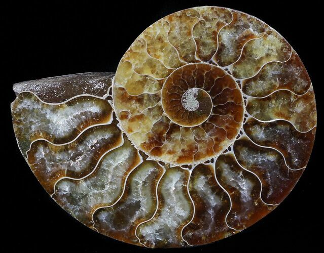 Agatized Ammonite Fossil (Half) #56327